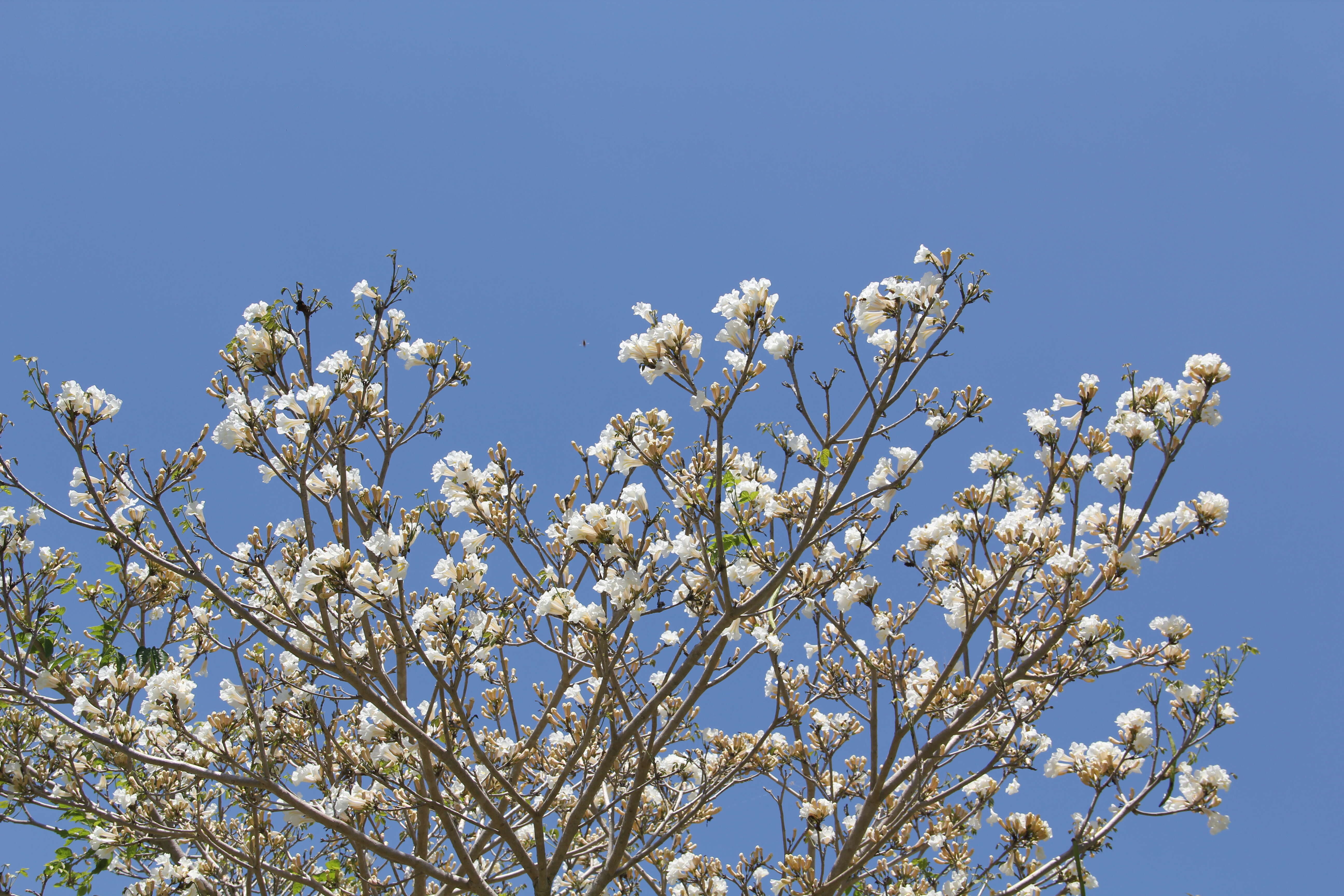 Image of White ipê