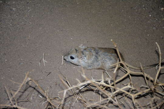 Image of Indian Gerbil