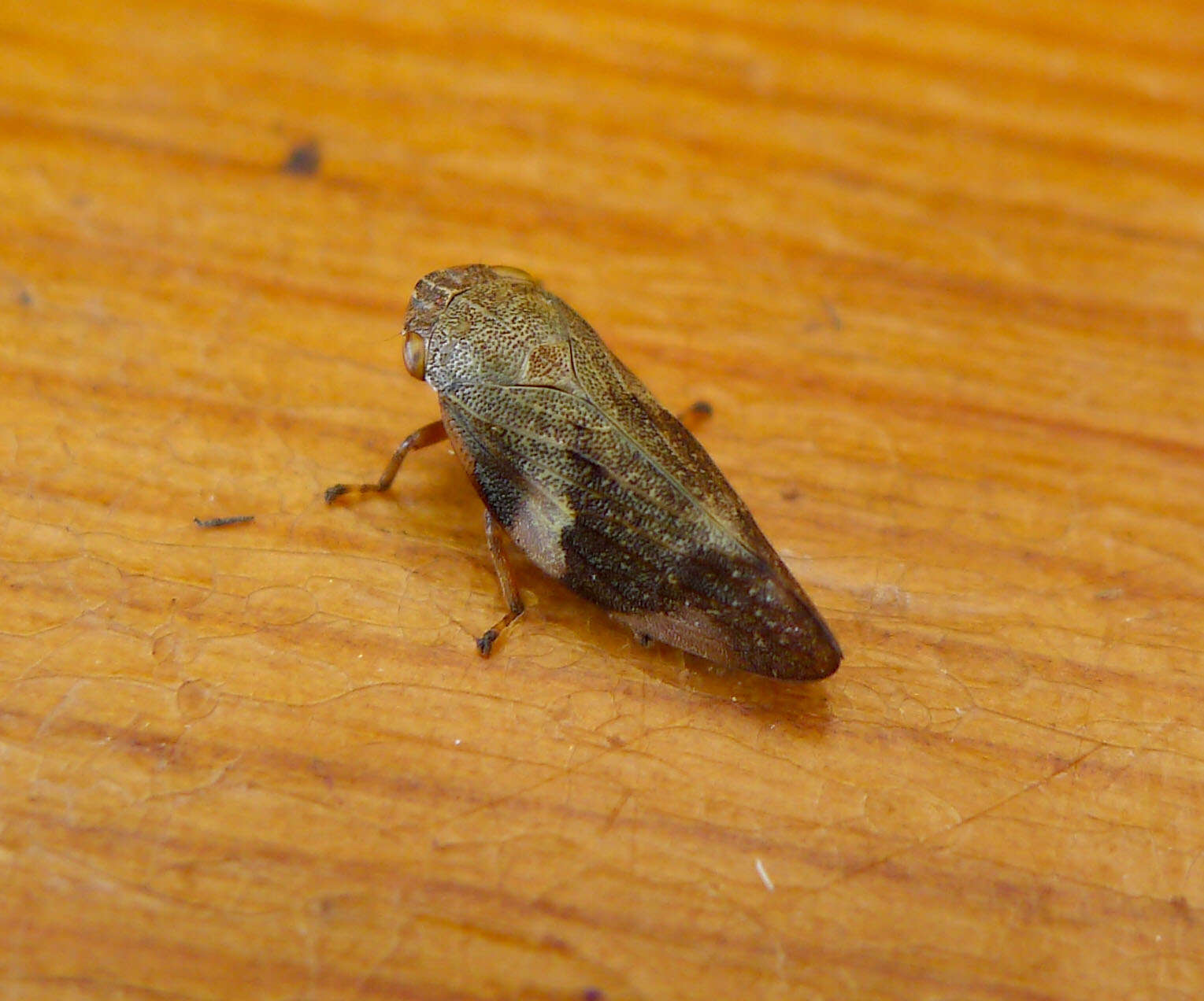 Image of European Alder Spittlebug