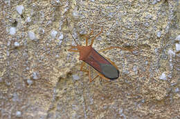 صورة Anasa varicornis (Westwood 1842)