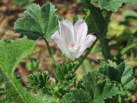 Image of common mallow