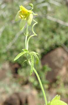 Image of Dalechampia galpinii Pax