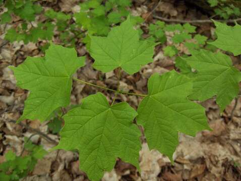 Image of Black Maple