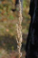 Image of northern reedgrass