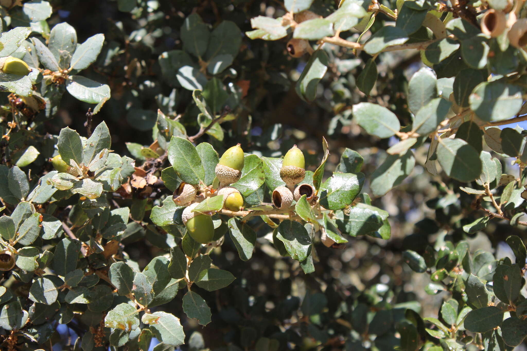 Image of Evergreen Oak