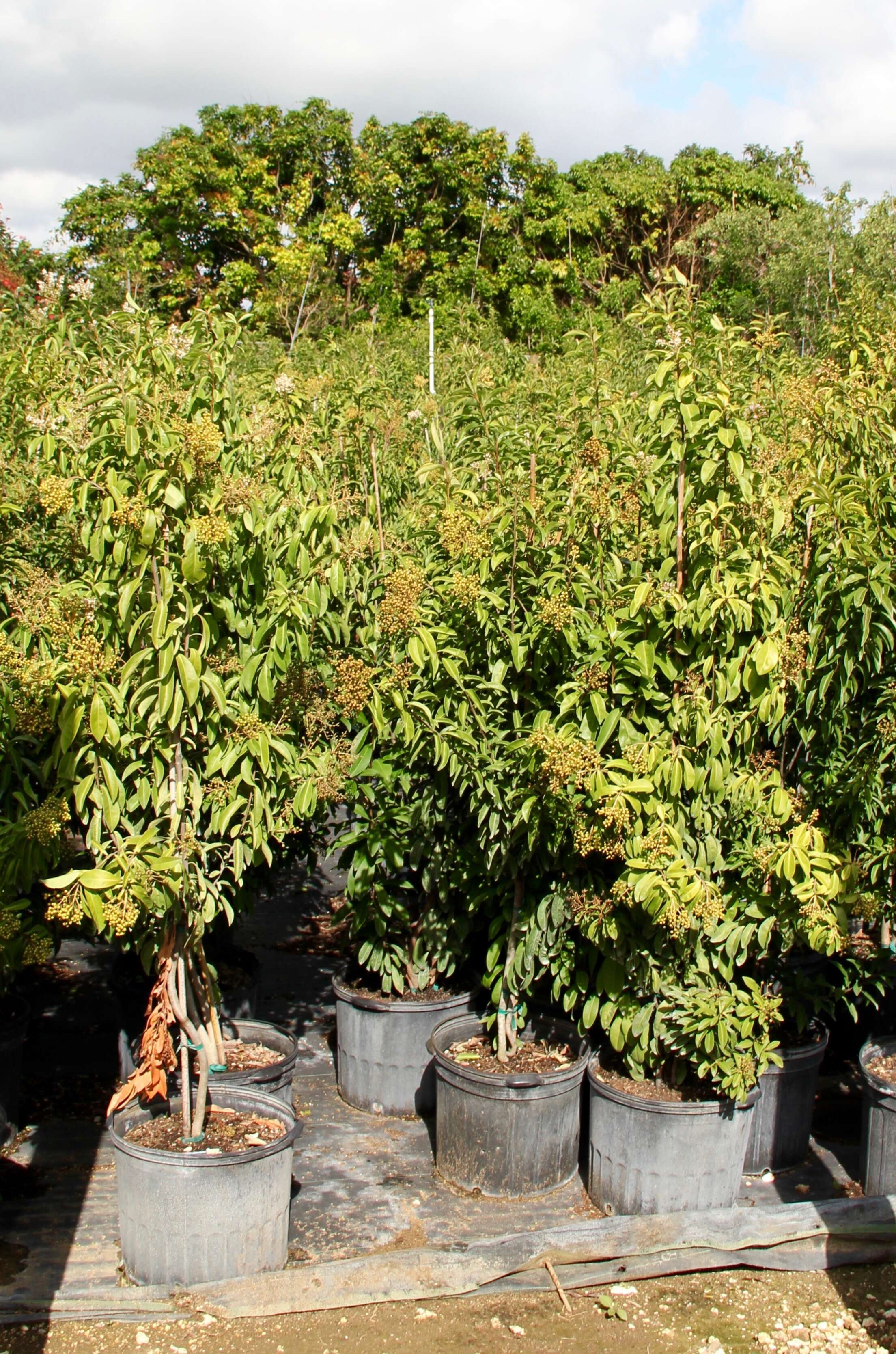 Plancia ëd Ardisia escallonioides Schiede & Deppe ex Schltdl. & Cham.