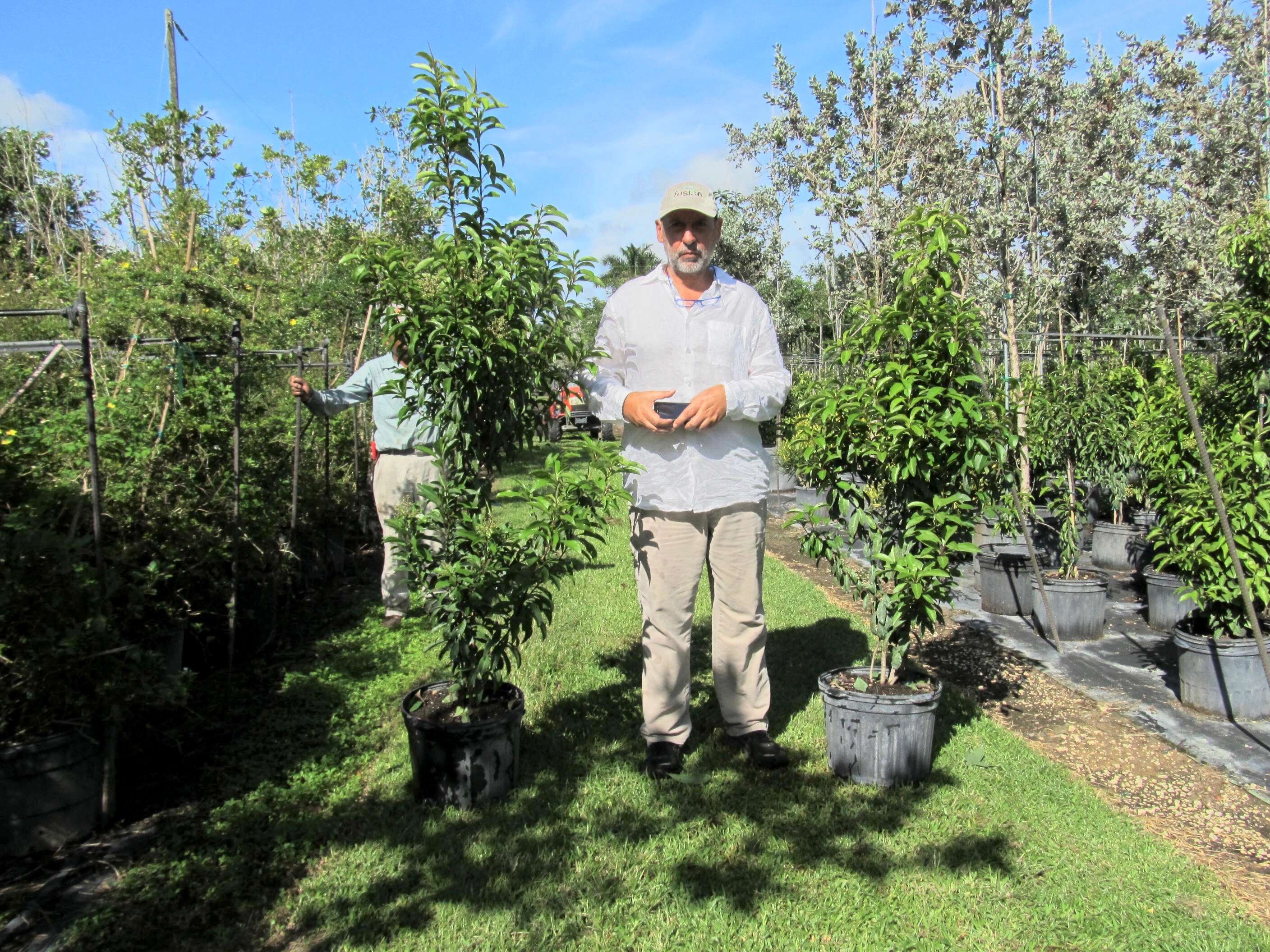 Plancia ëd Ardisia escallonioides Schiede & Deppe ex Schltdl. & Cham.