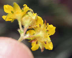 Plancia ëd Ivesia lycopodioides var. scandularis (Rydb.) Ertter & Reveal