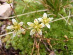 Слика од Saxifraga bryoides L.