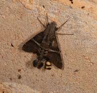 Image of Macroglossum rectans Rothschild & Jordan 1903