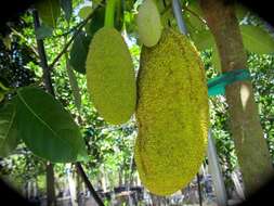 Image of jackfruit