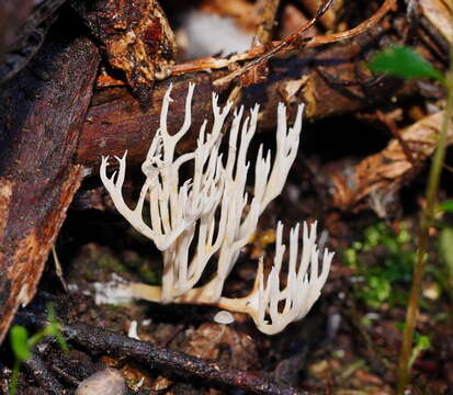 Ramaria filicicola (S. G. M. Fawc.) Corner 1950 resmi