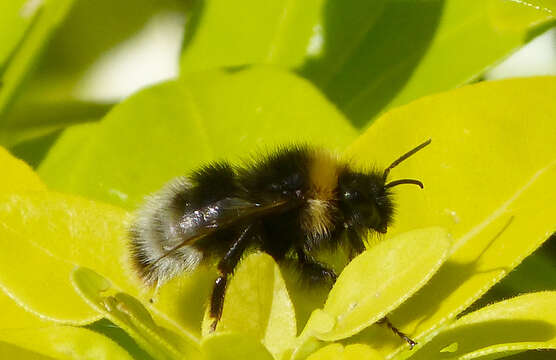 Image of Bombus sylvestris (Lepeletier 1832)