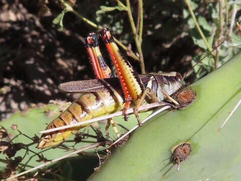 Image of Melanoplus eumera Hebard 1920