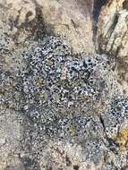 Image of lecidella lichen