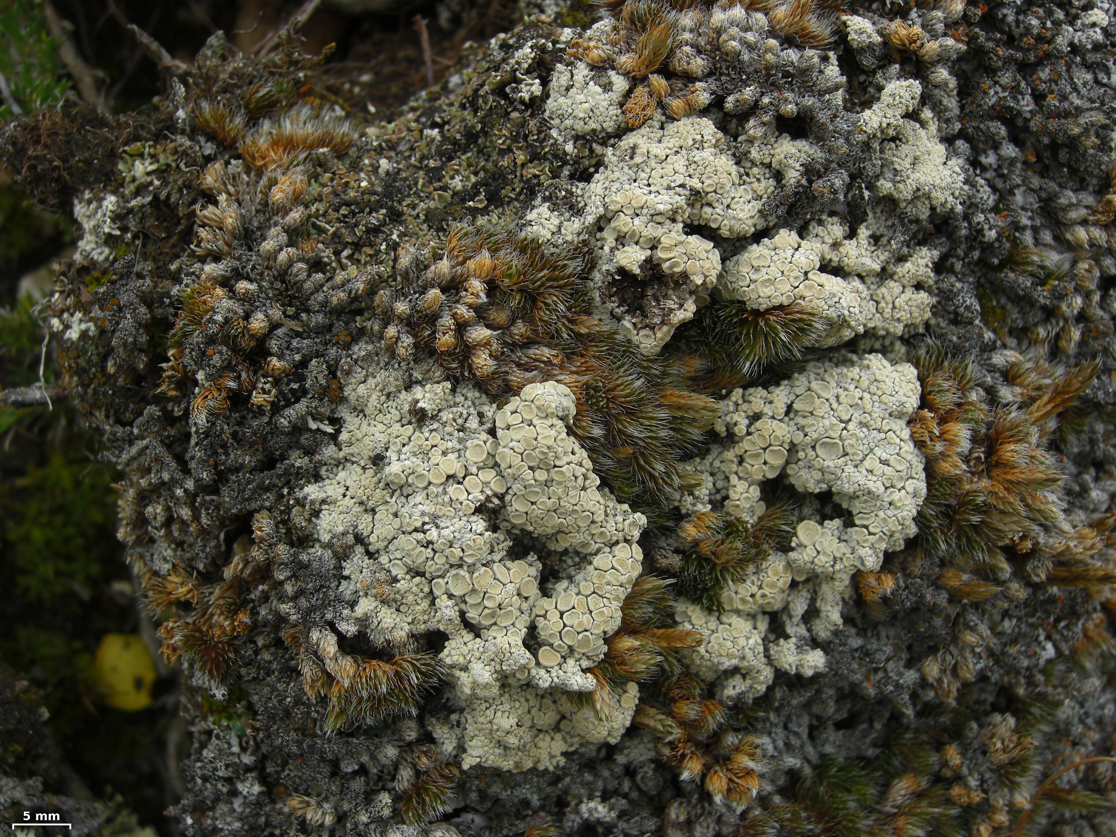 Image of Ochrolechiaceae