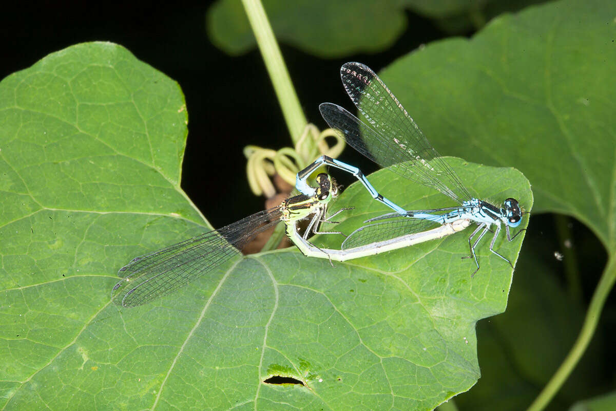 Imagem de Coenagrion puella (Linnaeus 1758)