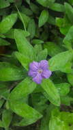 Imagem de Ruellia longepetiolata (Oerst.) Hemsl.