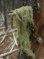 Image of Beard lichen