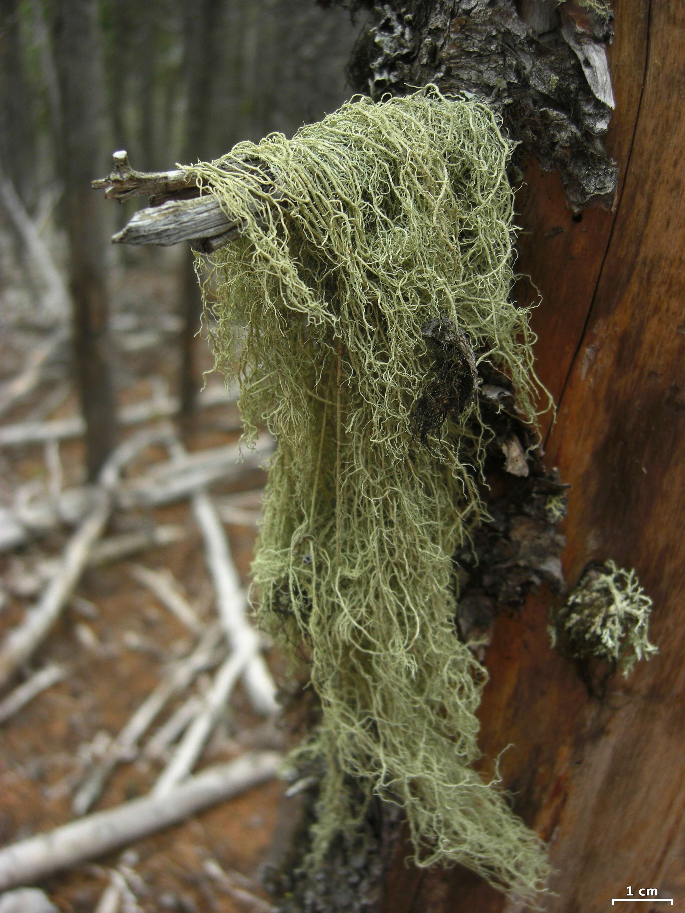 Usnea scabrata Nyl.的圖片