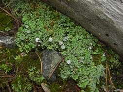 Image of cup lichen