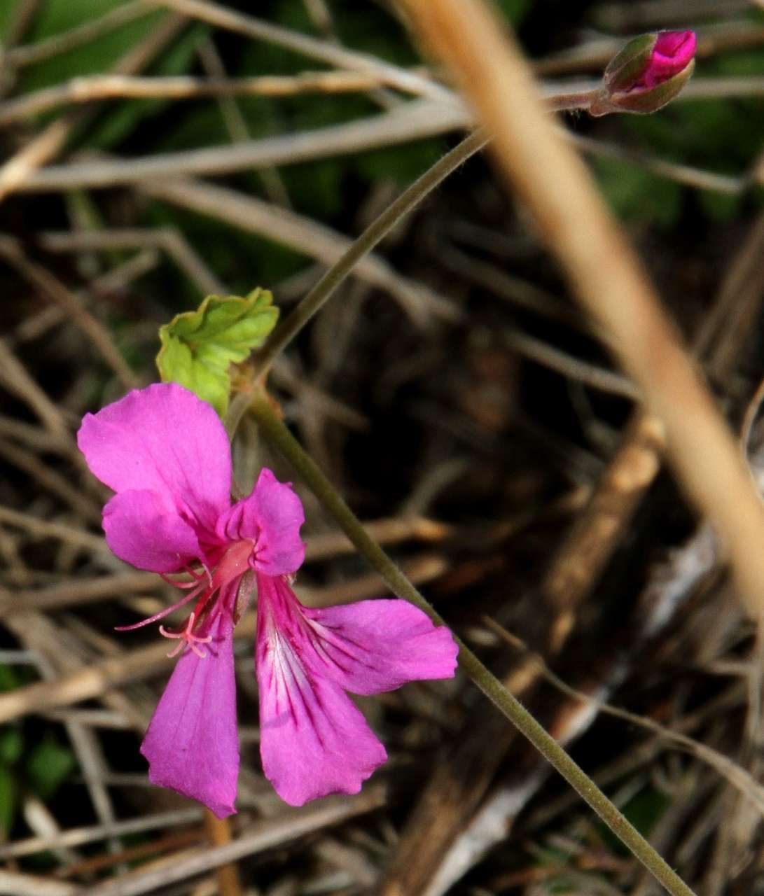 Image of Pelargonium rodneyanum Lindl.