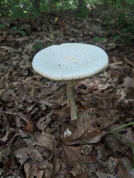 Image of Amanita abrupta Peck 1897