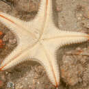 Image of Spotted seastar