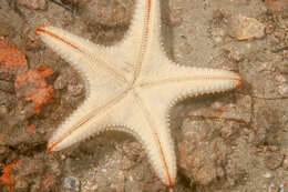 Image of Spotted seastar