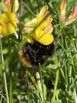 Слика од Bombus wurflenii Radoszkowski 1860