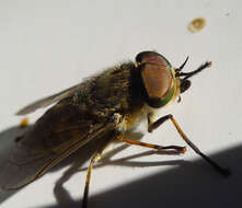 Image of horse and deer flies