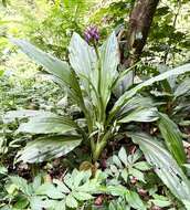 Image of Calanthe sylvatica (Thouars) Lindl.