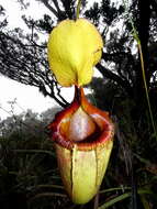 Image de Nepenthes kinabaluensis Sh. Kurata