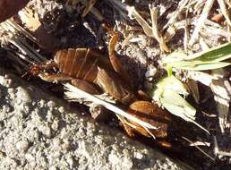 Image of Northern Mole Crickets