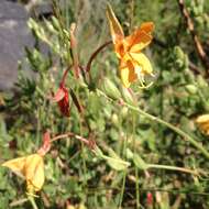 Imagem de Oenothera anomala Curt.