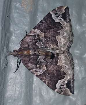 Image of Northwestern Phoenix Moth