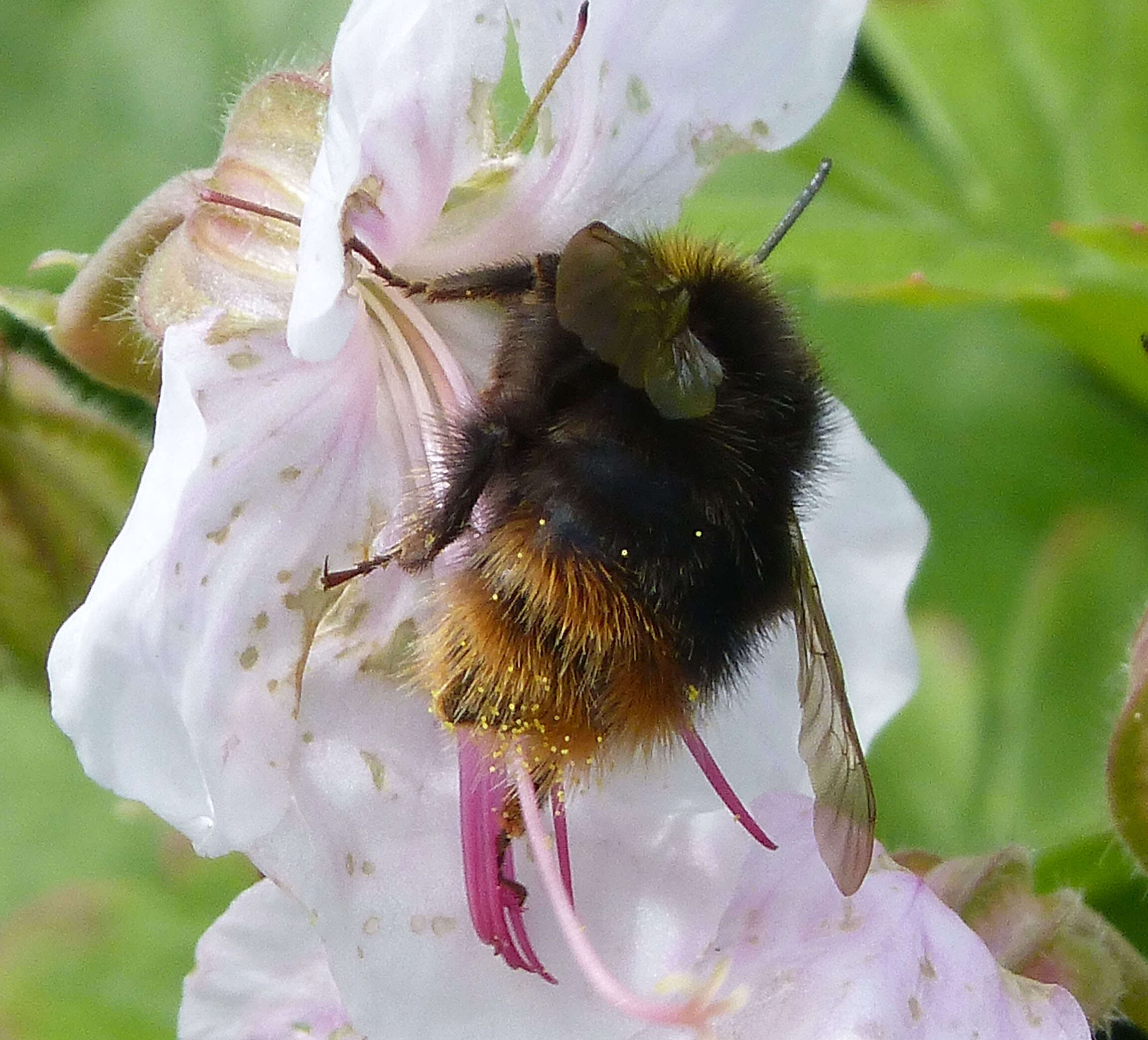 Plancia ëd Bombus pratorum (Linnaeus 1761)