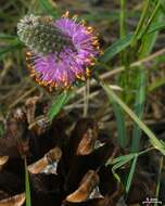 Image of purple prairie clover