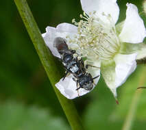 Image of Sphecodes Latreille 1804