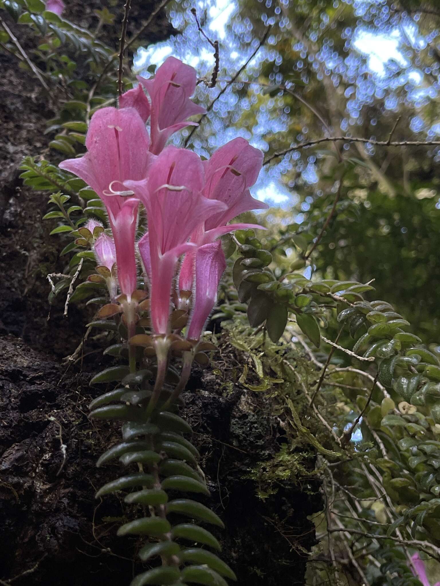 Image of Columnea chiricana Wiehler