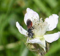 Image of Sphecodes Latreille 1804