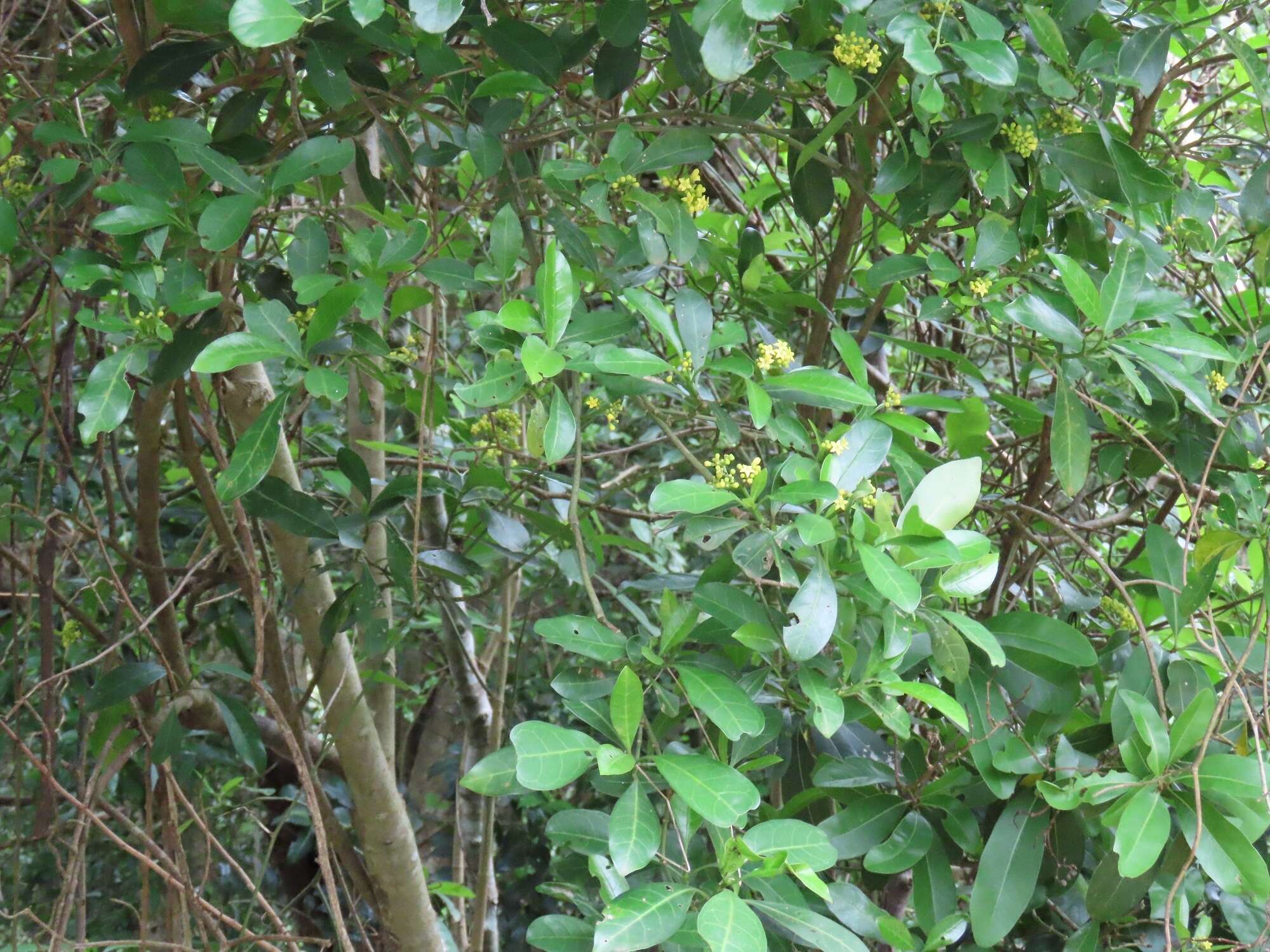 Image of Psychotria capensis subsp. capensis