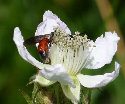 Image of Blood Bees