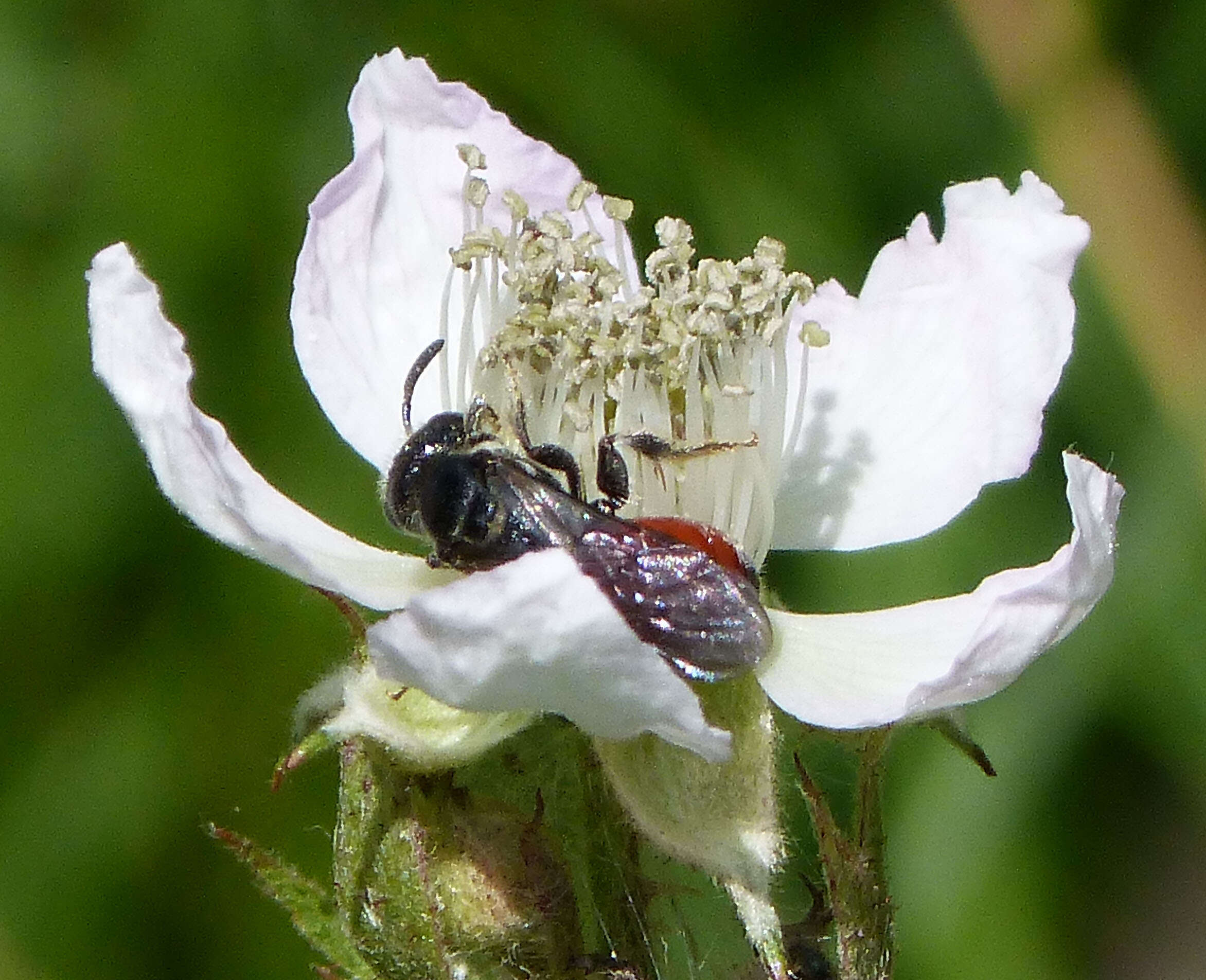 Image of Sphecodes Latreille 1804