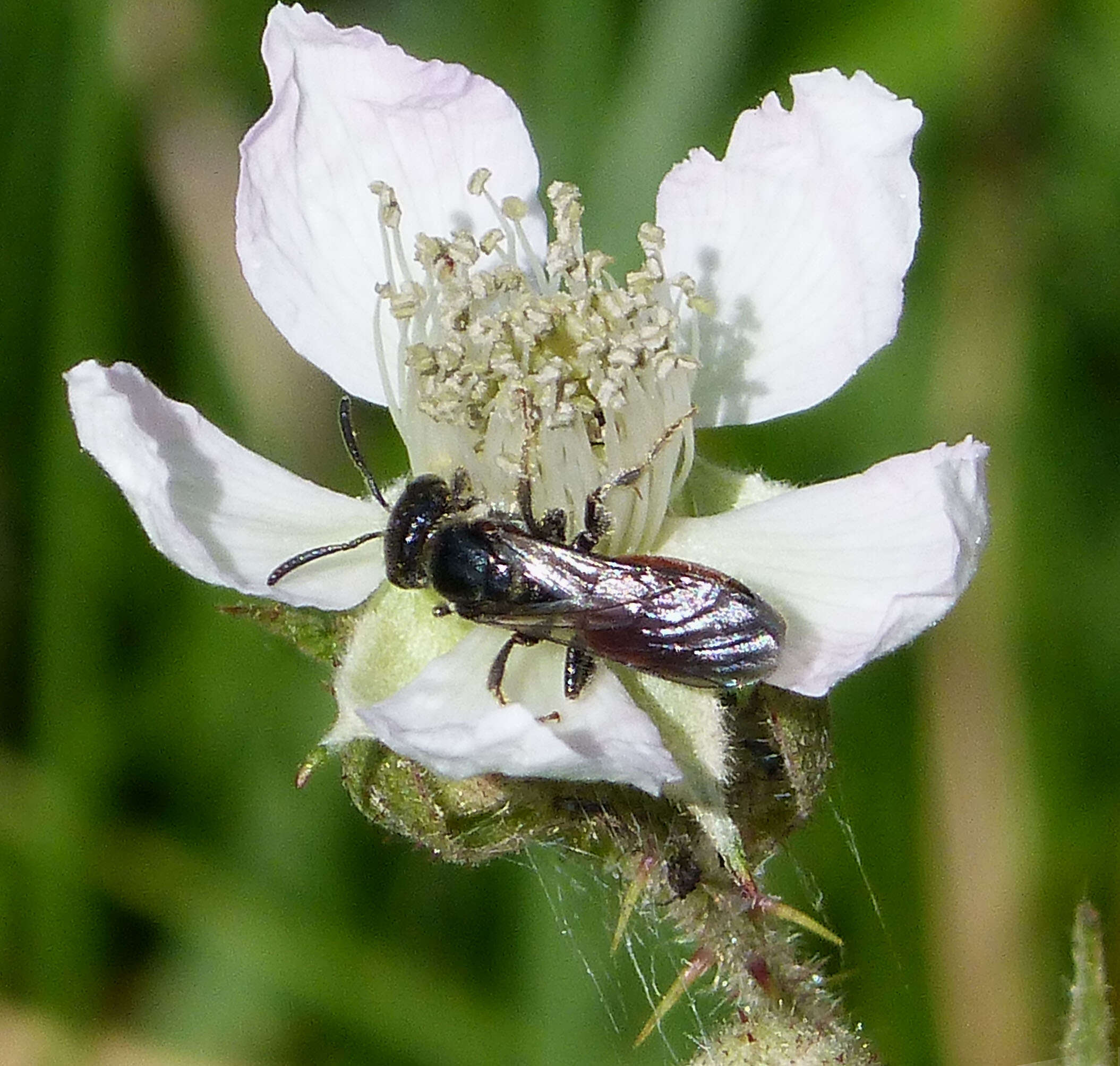 Image of Sphecodes Latreille 1804