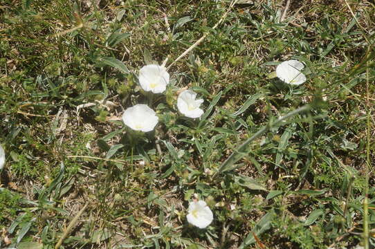 Image of Convolvulus lineatus L.