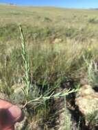 Image of mountain spurge