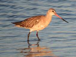 Limosa lapponica lapponica (Linnaeus 1758)的圖片