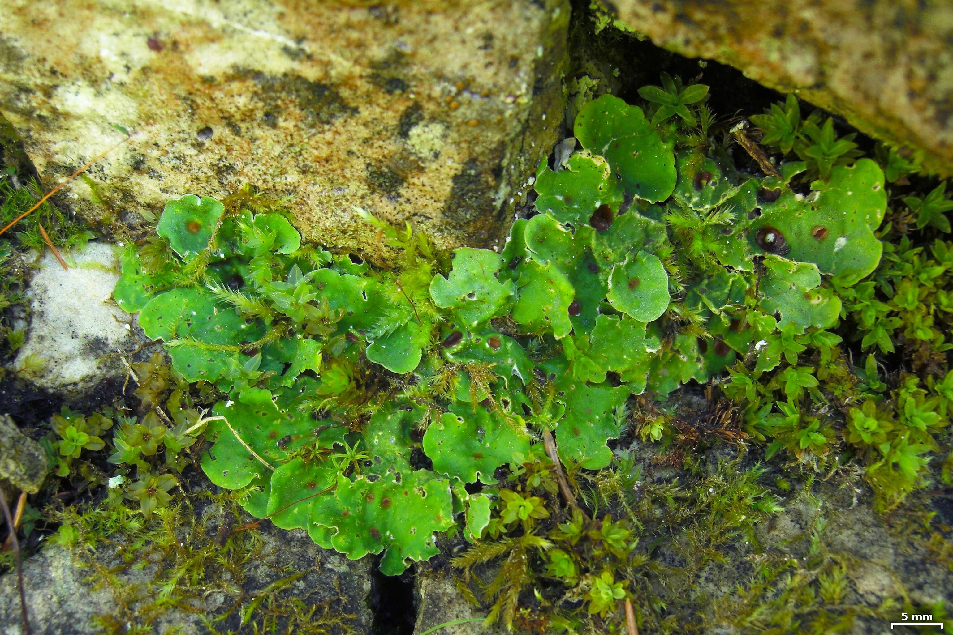 Image of chocolate chip lichen