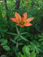 Lilium philadelphicum L. resmi